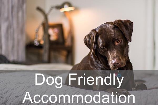 Dog Friendly accommodation in the New Forest
