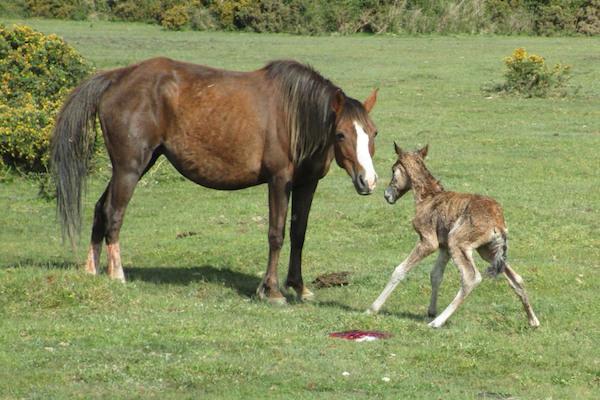 New Forest foal and mare