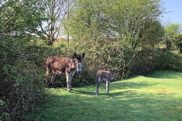 Foals on the New Forest - please drive slowly 