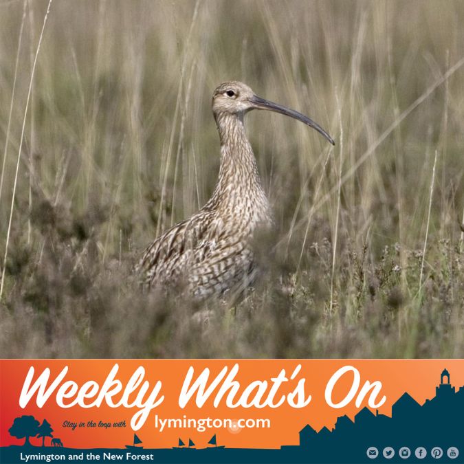 Ground nesting bird weekly what's on Lymington and New Forest