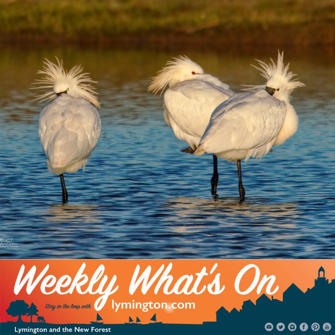 Spoonbills in Lymington marshes Weekly What's On Lymington.com