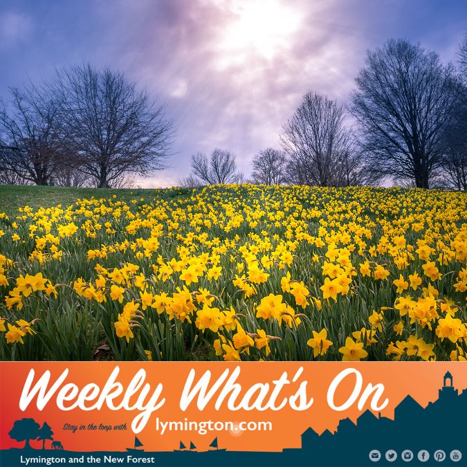 Daffodils in sunshine Weekly What's On Lymington.com