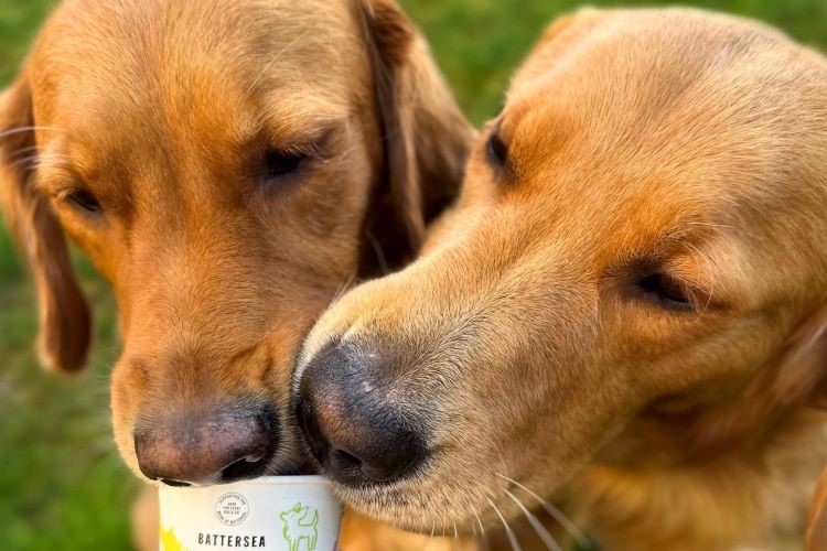 Dog Friendly New Forest Hotel - Montagu Arms in beautiful Beaulieu 