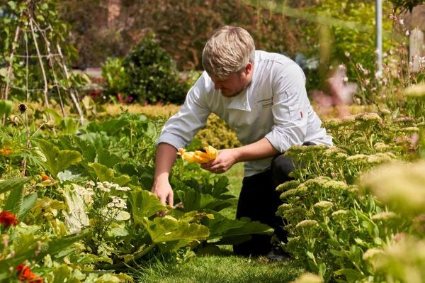 Kitchen garden man collecting vegetables