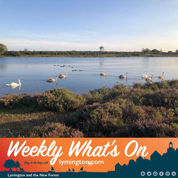 Swans in the New Forest Weekly Whats On