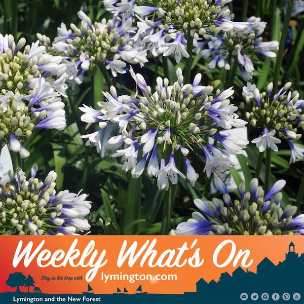 Fairweathers Agapanthus Twister - Lymington Weekly Whats On