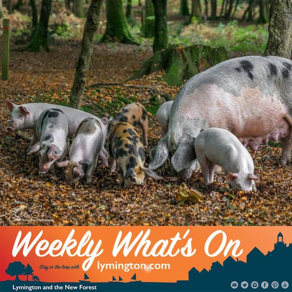 Pigs in the New Forest Weekly Whats On