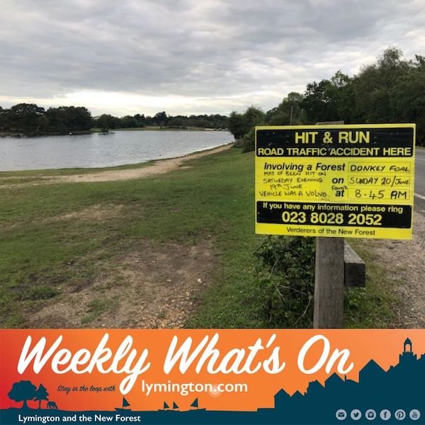 Hit and Run in the New Forest