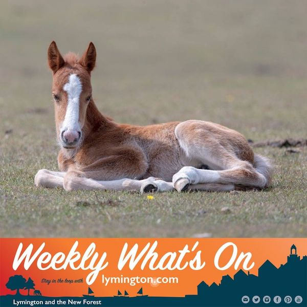 New Forest pony by Graham Wiffen
