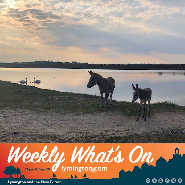 donkeys and swans at Hatchet Pond by Jane Porter