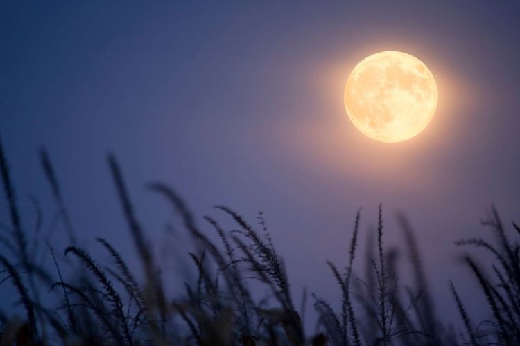 Full Harvest Moon with grasses in front