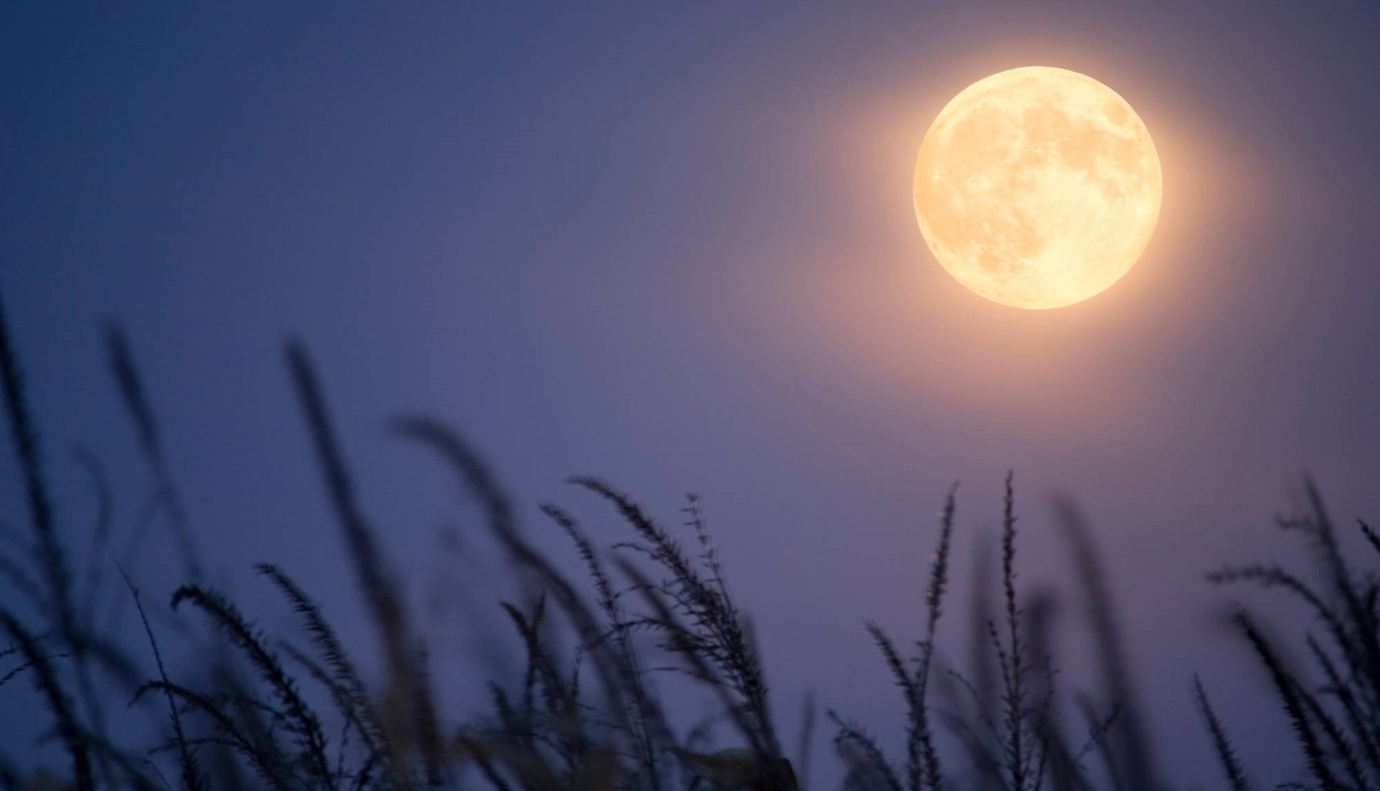 full moon with grasses in foreground