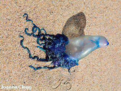 Look out for Portuguese man o'war at Milford and New Forest beaches