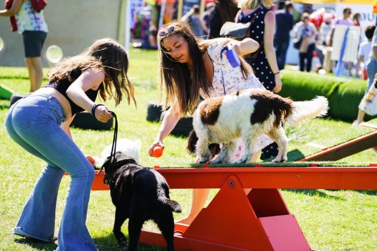 Girls with dogs on see saw