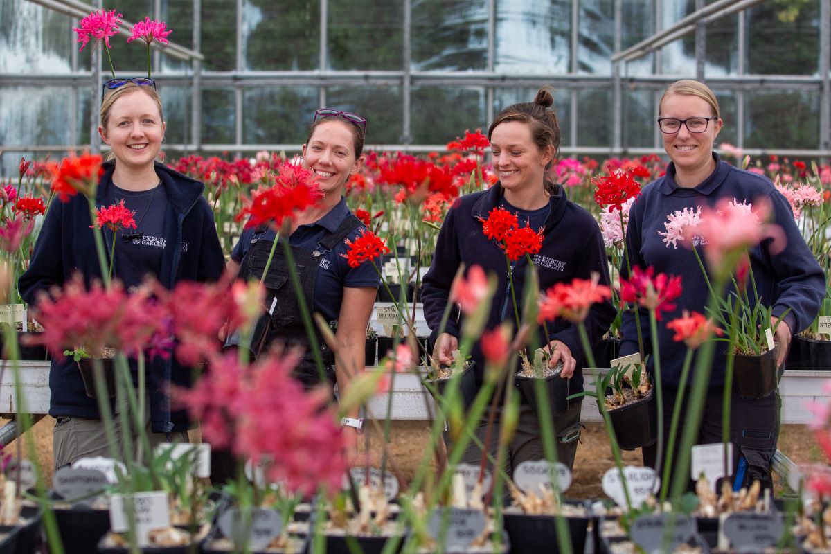 Nerines at Exbury Gardens in October