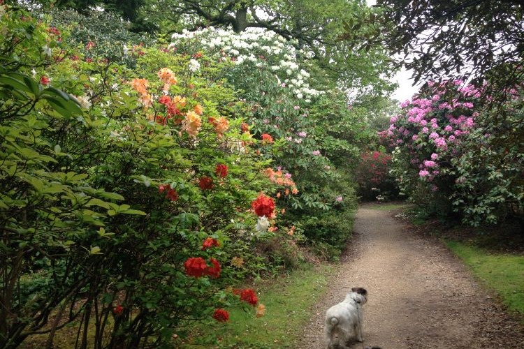 Exbury Gardens one of the pathways through the shrubs 