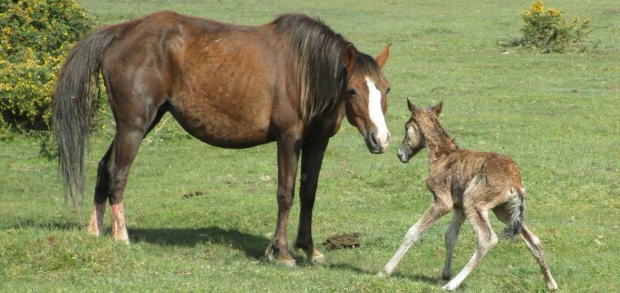 Newborn foal - drive carefully 