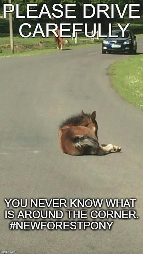 foals on the road - please drive carefully