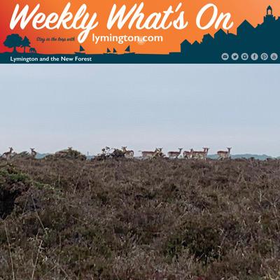 Deer in the New Forest