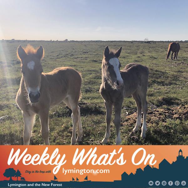 Donkeys in the New Forest