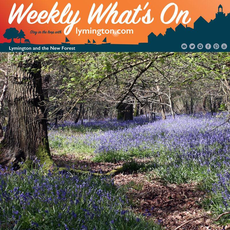bluebells in the new forest