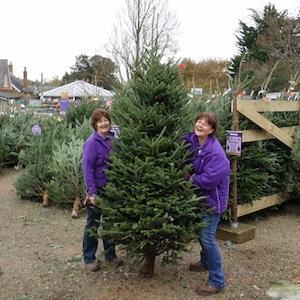 fairweathers christmas trees 