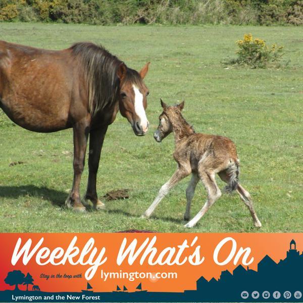 foals newborn drive carefully intro square WWO