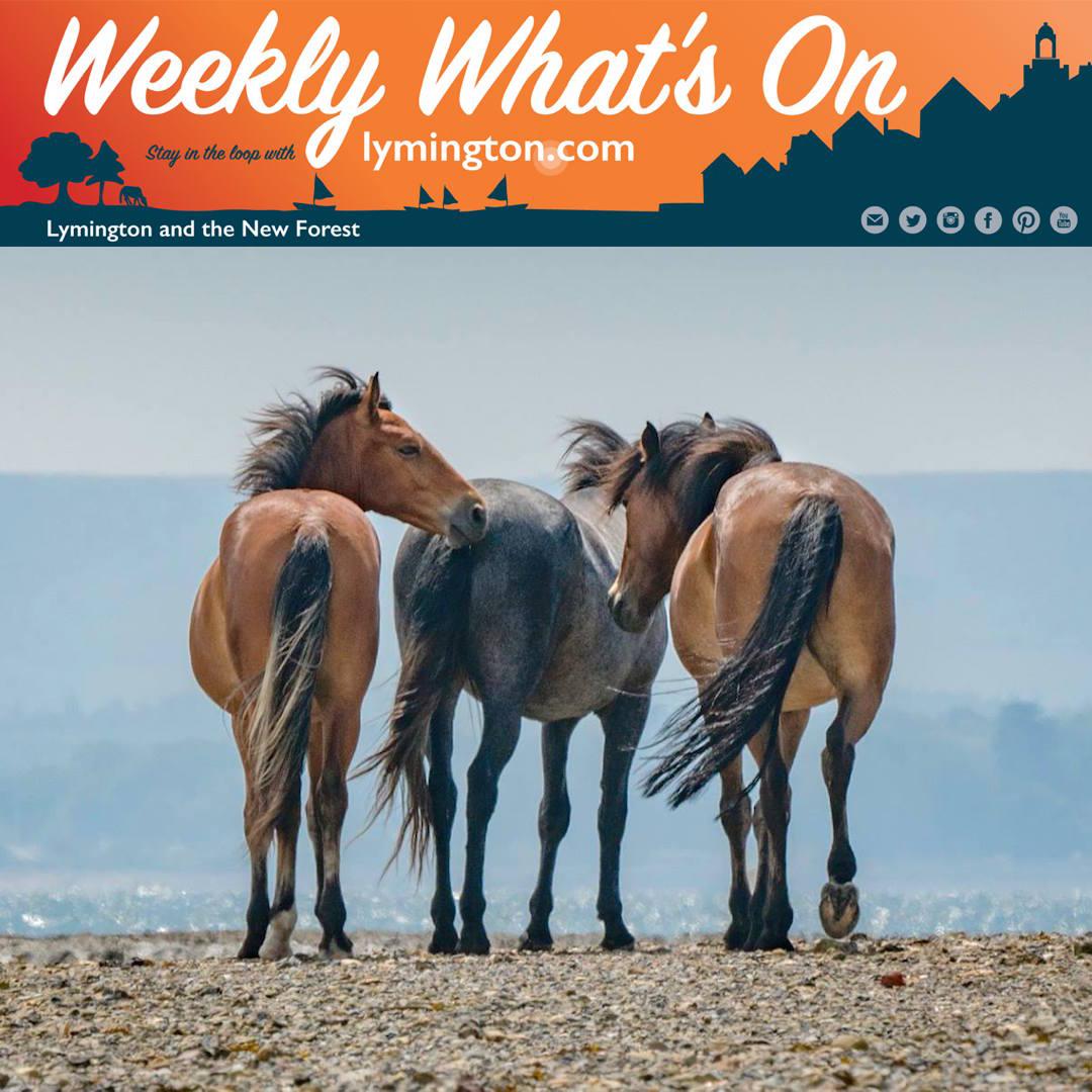 ponies on sea wall Lymington Hampshire