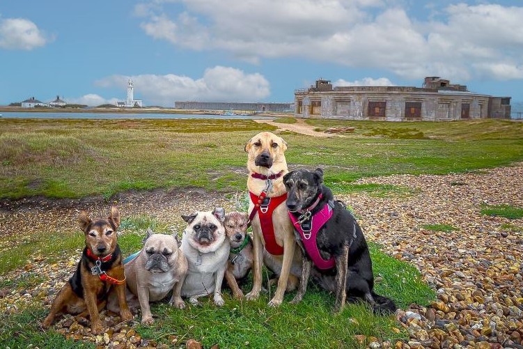 Hurst Castle near Lymington and Milford on Sea - Royal Dog Hunt and other summer fun