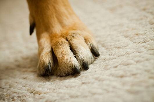 How to deal with muddy paw stains 
