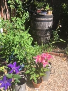 Water butts are empty so imaginative watering methods required