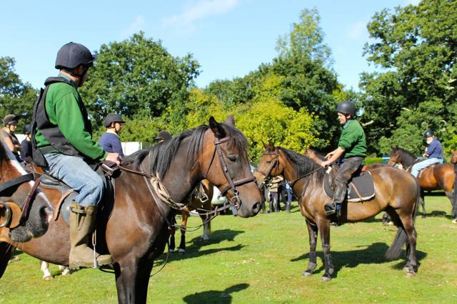 2015 Fritham drift by New Forest Commoner