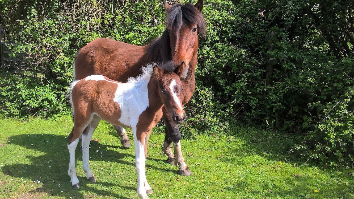 New Forest ponies