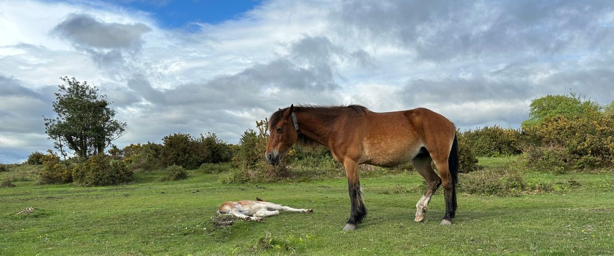 New Forest mare and foal 