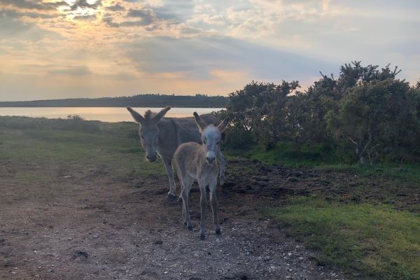donkeys beside the pond
