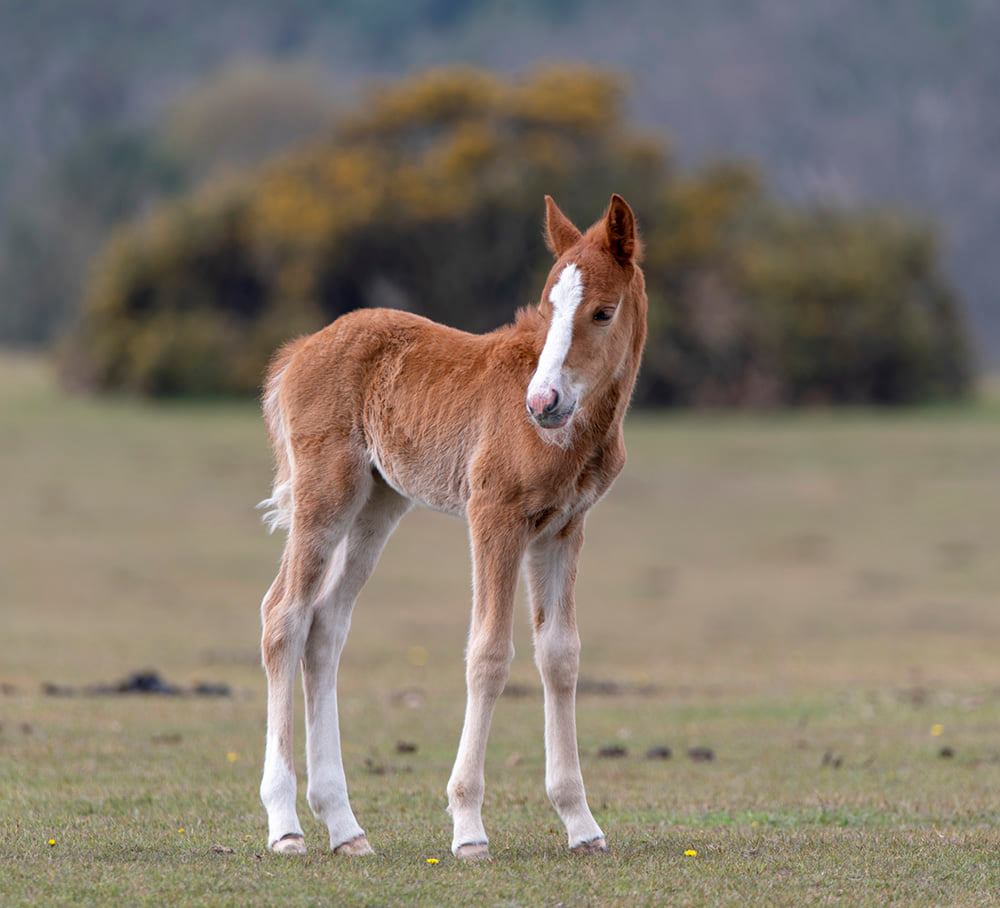 newborn foal