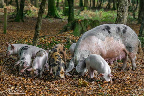 New Forest pannage every autumn pigs eating acorns - image by Steve Elson