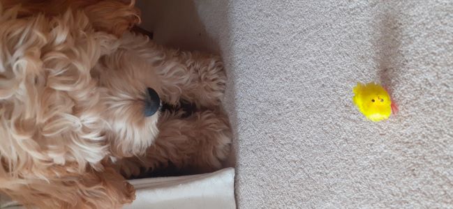 elvis patricia podesta triciapodestagmail.com 2 SMALL