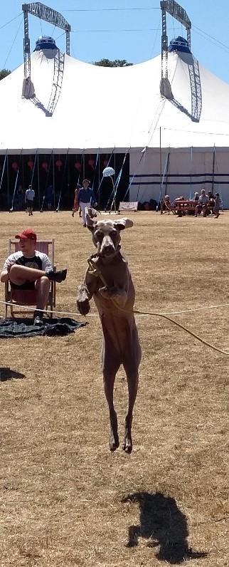 curious arts festival dog show shyla TALL