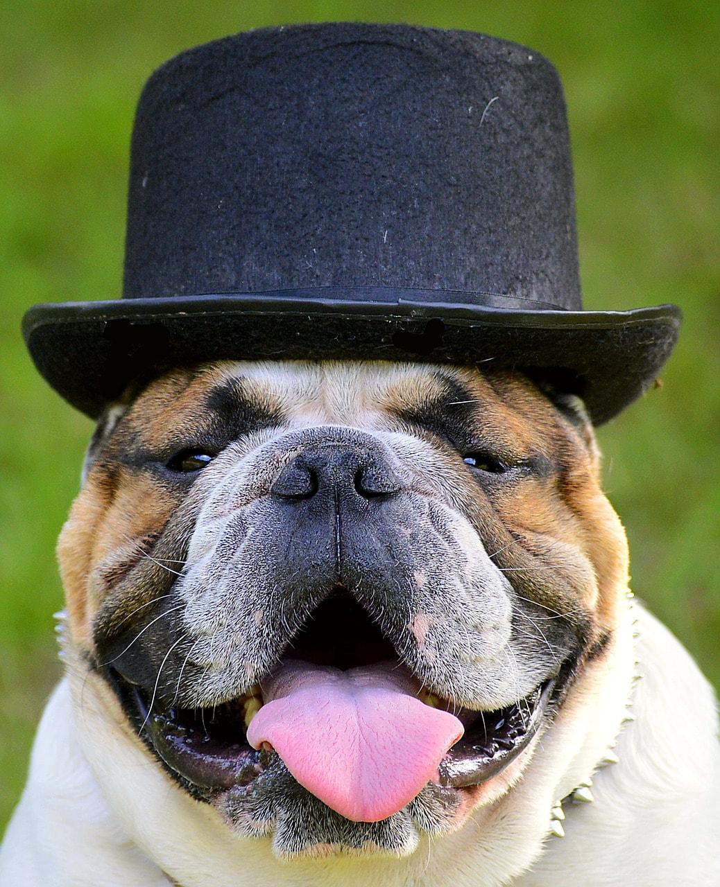 bulldog in a hat