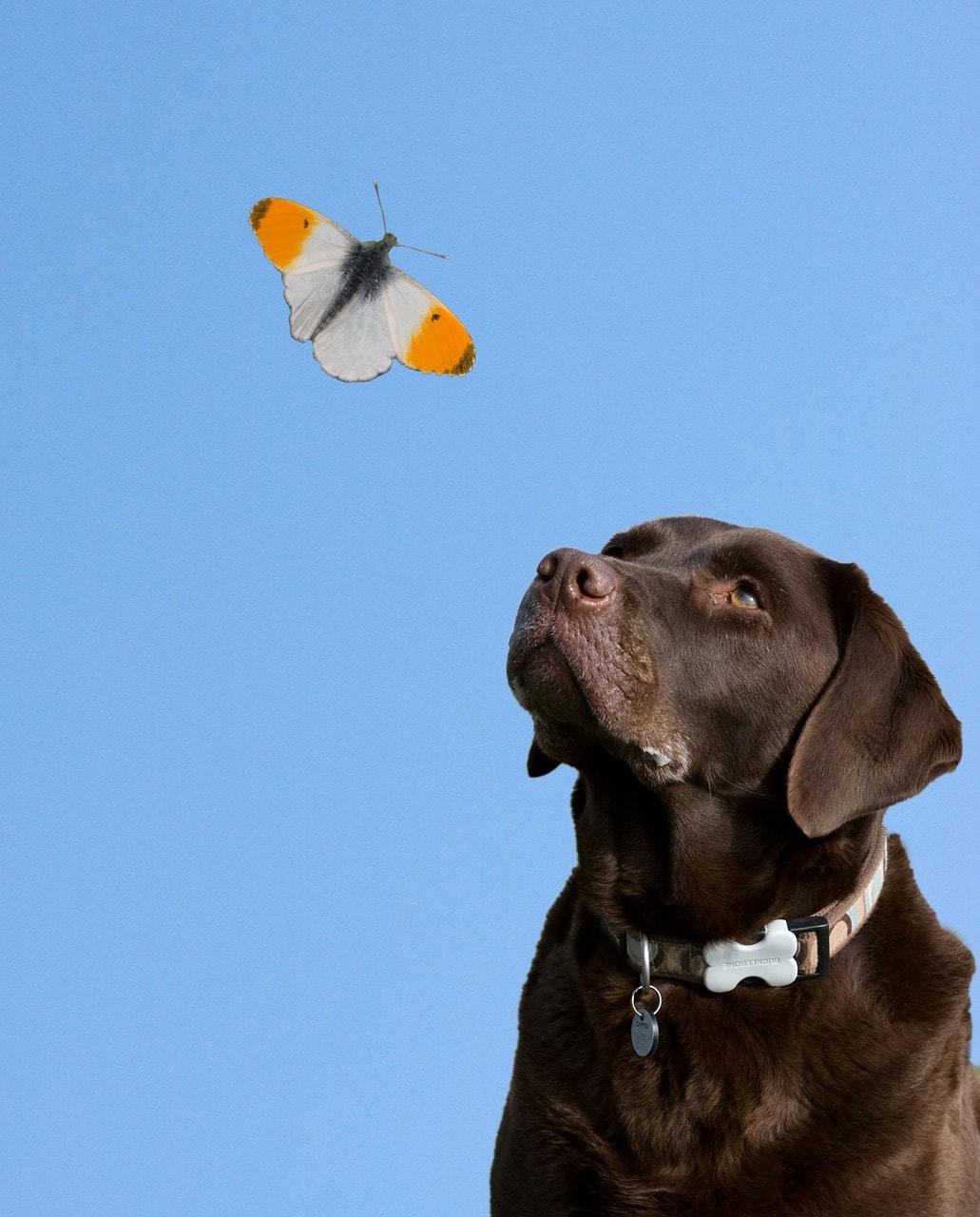 dog and butterfly
