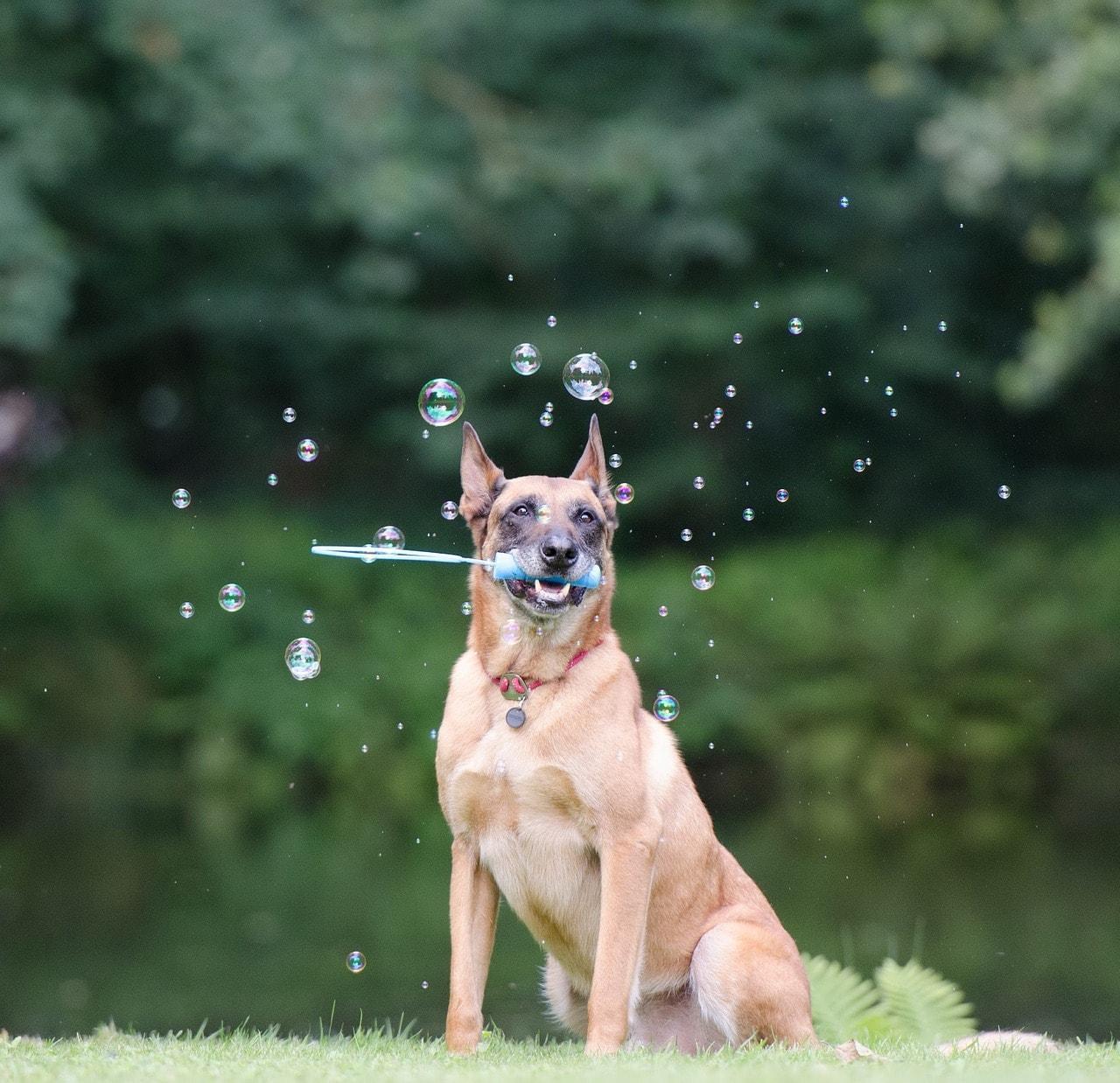 dog soap bubbles 