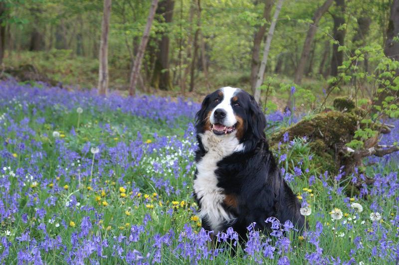 Dog in bluebell wood