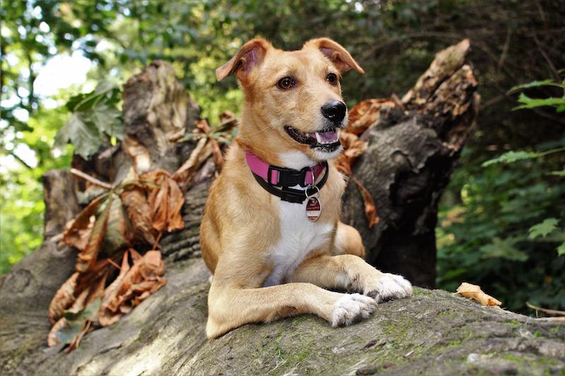 Dog on fallen tree in forest