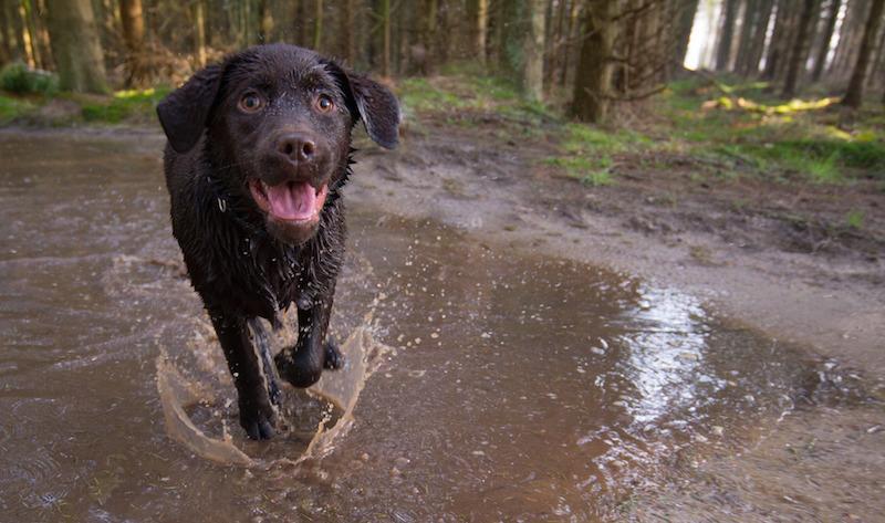 Dog in forest running through muddy puddle