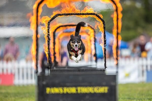 Dogstival is back for 2020 - 5-6 September t Pylewell Park Lymington