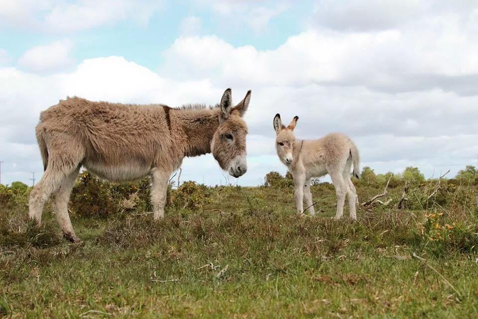 Kill your Speed, not a New Forest Pony