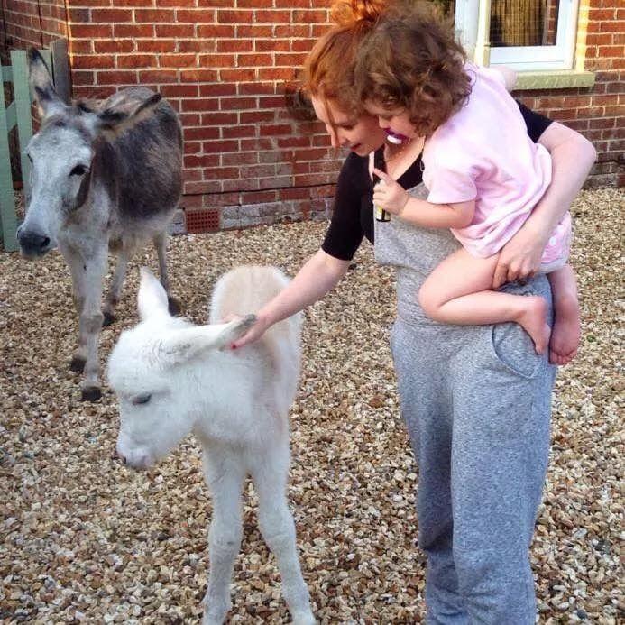 donkeys-brockenhurst-foal-killed-road-speed-limit-campaign-dec14.JPG - 195.05 kb