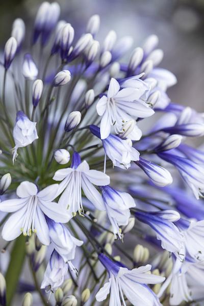 Agapanthus Fireworks at Fairweathers Wholesale Nursery