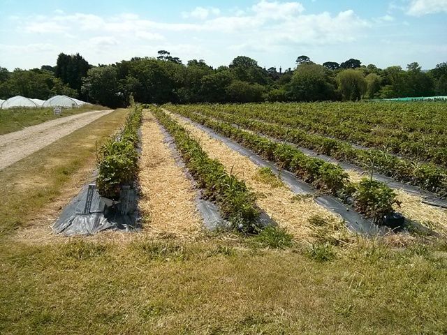 goodalls-strawberries-lymington-strawberries-pick-your-own.jpg - 191.3 kb